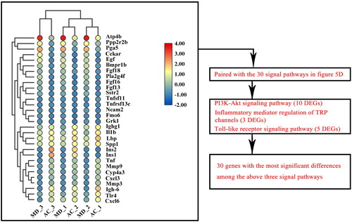 Figure 6. The 30 genes with the most significant differences among all differential genes in the first 30 signalling pathways enriched by KEGG of AC vs. MD.