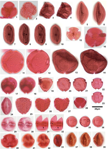 Plate 6. 1. Bombacacidites aff. brevis Muller et al. Citation1987, Ozuitem 3.1 (X40), 2. Bombacacidites ‘pluricolumellatus’, Okigwe B4.1 (H45,2), 3. Fillaeopsidites cf. reticulatus (Guinet & Salard-Chaeboldaeff Citation1975) Salard-Chaeboldaeff 1978, Okigwe A5.1 (E45,4), high focal plane, 4. Fillaeopsidites cf. reticulatus (Guinet & Salard-Chaeboldaeff Citation1975) Salard-Chaeboldaeff 1978, Okigwe A5.1 (E45,4), low focal plane, 5. Foveotricolporites cf. crassiexinus van Hoeken-Klinkenberg Citation1966, Ameke 1.1 (H31,3), high focal plane, 6. Foveotricolporites cf. crassiexinus van Hoeken-Klinkenberg Citation1966, Ameke 1.1 (H31,3), low focal plane, 7. Foveotricolporites cf. crassiexinus van Hoeken-Klinkenberg Citation1966, Ameke 11.1 (R36,1), high focal plane, 8. Foveotricolporites cf. crassiexinus van Hoeken-Klinkenberg Citation1966, Ameke 11.1 (R36,1), alternative high focal plane, 9. Foveotricolporites cf. crassiexinus van Hoeken-Klinkenberg Citation1966, Ameke 11.1 (R36,1), mid focal plane, 10. Foveotricolporites cf. crassiexinus van Hoeken-Klinkenberg Citation1966, Ameke 11.1 (R36,1), low focal plane, 11. Lanagiopollis crassa (Van der Hammen & Wymstra Citation1964) Frederiksen Citation1988, Ozuitem 6.1 (S35,2), tetracolporate specimen, high focal plane, 12. Lanagiopollis crassa (Van der Hammen & Wymstra Citation1964) Frederiksen Citation1988, Ozuitem 6.1 (S35,2), tetracolporate specimen, low focal plane, 13. Lanagiopollis crassa (Van der Hammen & Wymstra Citation1964) Frederiksen Citation1988, Ozuitem 3.1 (W59,3), high focal plane, 14. Lanagiopollis crassa (Van der Hammen & Wymstra Citation1964) Frederiksen Citation1988, Ozuitem 3.1 (W59,3), low focal plane, 15. Margocolporites cf. mandjicus Boltenhagen Citation1976, Okigwe B6.1 (M46,2), 16. Margocolporites cf. rauvolfi Salard-Cheboldaeff Citation1979, Ameke 1.1 (H43,2), 17. Paripollis? ‘dubius’, Okigwe B1.1 (W32), high focal plane, 18. Paripollis? ‘dubius’, Okigwe B1.1 (W32), low focal plane, 19. Psilabrevitricolporites simpliformis Van der Kaars Citation1983, Okigwe B3.1 (P44,4), 20. Psilabrevitricolporites porolatus sp. nov., Amaogugu 1.1 (T60), holotype, high focal plane, 21. Psilabrevitricolporites porolatus sp. nov., Amaogugu 1.1 (T60), holotype, low focal plane, 22. Psilabrevitricolporites porolatus sp. nov., Amaogugu 1.1 (M48,1), paratype, high focal plane, 23. Psilabrevitricolporites porolatus sp. nov., Amaogugu 1.1 (M48,1), paratype, low focal plane, 24. Rhoipites guianensis (Van der Hammen & Wymstra Citation1964) Jaramillo & Dilcher Citation2001, Ameke 1.1 (T65), 25. Rugutricolporites cumulus sp. nov., Ozuitem 6.1 (O33,2), holotype, 26. Rugutricolporites cumulus sp. nov., Ozuitem 3.1 (V40,4), paratype, high focal plane, 27. Rugutricolporites cumulus sp. nov., Ozuitem 3.1 (V40,4), paratype, low focal plane, 28. Striatricolporites cf. pimulis Leidelmeyer Citation1966, Ozuitem 3.1 (W65,2), 29. Tetracolporopollenites maculosus (Regali et al. Citation1974) Jaramillo & Dilcher Citation2001, Ameke 1.1 (T44), high focal plane, 30. Tetracolporopollenites maculosus (Regali et al. Citation1974) Jaramillo & Dilcher Citation2001, Ameke 1.1 (T44), low focal plane, 31. Tetracolporopollenites transversalis (Dueñas Citation1980) Jaramillo & Dilcher Citation2001, Amaogugu 1.1 (L60), high focal plane, 32. Tetracolporopollenites transversalis (Dueñas Citation1980) Jaramillo & Dilcher Citation2001, Amaogugu 1.1 (L60), low focal plane, 33. Tetracolporopollenites cryptoporus (Boltenhagen Citation1976) comb. nov., Okigwe B6.1 (W40,1), 34. Tricolporites torus sp. nov., Amaogugu 1.1 (W67,1), holotype, high focal plane, 35. Tricolporites torus sp. nov., Amaogugu 1.1 (W67,1), holotype, mid focal plane, 36. Tricolporites torus sp. nov., Amaogugu 1.1 (W67,1), holotype, low focal plane, 37. Tricolporites torus sp. nov., Okigwe A1.1 (F66), paratype, high focal plane, 38. Tricolporites torus sp. nov., Okigwe A1.1 (F66), paratype, mid focal plane, 39. Tricolporites torus sp. nov., Okigwe A1.1 (F66), paratype, low focal plane, 40. Tricolporites densus sp. nov., Okigwe B2.1 (W61,2), holotype, 41. Tricolporites densus sp. nov., Okigwe B3.1 (S46), paratype, high focal plane, 42. Tricolporites densus sp. nov., Okigwe B3.1 (S46), paratype, low focal plane.