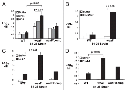 Figure 4 Killing of C. jejuni strains by human neutrophil granule extract and cationic antimicrobial peptides. The wild-type strain of C. jejuni 84-25 (WT), the LOS mutant (waaF) or the complement (waaF/comp) were incubated with cationic antimicrobial peptides (HD-5, Crp4, LL-37, Fowl-1; black bars), human neutrophil granule protein extract (hNGP; black bars) or buffer (white bars). Data are expressed as the log10 kill. (A) Wild-type C. jejuni strain 84-25 (WT), the LOS mutant (waaF) or the complement (waaF/comp) were incubated with the murine α-defensin homolog cryptdin-4 (Crp4), human α-defensin-5 (HD-5) (both 10 µg/ml) or buffer × 120 min. (B) C. jejuni 84-25 (WT) or the LOS mutant (waaF) were incubated with 5% hNGP or buffer × 30 min. (C) The strains in (A) were incubated with the human cathelicidin LL-37 (10 µg/ml) or buffer × 30 min. (D) The strains in (A) were incubated with the chicken cathelicidin homolog fowlicidin-1 (10 µg/ml; fowl-1) or buffer × 60 min. Data are the mean ± SD of at least two replicates performed 3–7 times. Significance (p < 0.05) was determined by student's two-tailed t-test.