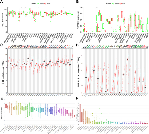 Figure 1 BSG and TMPRSS2 expressions in normal human tissues and cancers. (A and B) Difference in BSG or TMPRSS2 expression between men and women from GTEx data. The y-axis represents transformed log2 (FPKM+1). (C and D) Overview of BSG or TMPRSS2 expression in different cancers from TCGA, as obtained from GEPIA2. (E and F) Box plot showing the mRNA expression levels of BSG or TMPRSS2 in human cancer cell lines from the CCLE database. Within each box, the median is a solid line, while the mean is a dashed line. Unpaired t-test were performed.