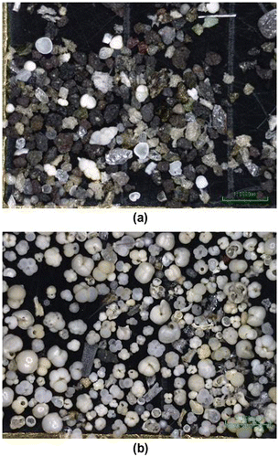 Figure 6. Two visual examples (×50) of very contrasted carbonate preservation styles recorded in the sediments coarse fraction (>150 micron meters). Also used on the cover. (a) Extreme case of carbonate dissolution at 1436C 4H2-56 cm found during interglacial MIS7 with high % planktonic fragments (76), high B/P ratio (2), high % of tropical-resistant species (36), low Species richness (7), low PF/gram, (8) and high shell weight (17). Also visible on the picture, numerous pumices and glass shards (mostly dark) diluting the biogenic fraction and dominating the lithogenic fraction; (b) Case of excellent carbonate preservation at 1437B 1H2-15 cm found during the last Glacial MIS2 with very low % planktonic fragments (10), very low B/P ratio (0.01), low% of tropical-resistant species (10), high species richness (23), high PF/gram (3667), and above average shell weight (14). Also present although less abundant than in (a) some light glass shards and pumices dominating the lithogenic fraction.