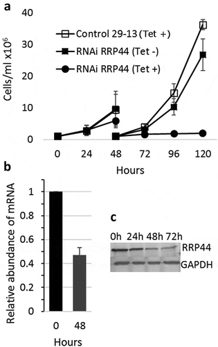 Figure 1. Depletion of T. brucei RRP44 by inducible RNA interference. (a) Effects on cell growth. T. brucei cells transfected with vector p2T7-177–RRP44 were growth in the presence (circles) or absence (filled squares) of tetracycline. Non-transfected cells in the presence of tetracycline (open squares) were also used as control. Cultures were diluted to 106 cells after 48 hours for the next time points. (b) Analysis of the level of TbRRP44 mRNA by quantitative RT-PCR normalized to GAPDH. Error bars indicate standard deviation of triplicate experiments. (c) Decreasing of RRP44 protein detected on a western blot using polyclonal antiserum at different time-points after RNAi induction.