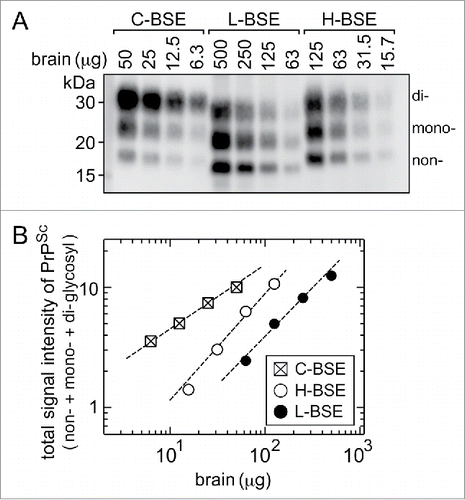 Figure 3. Western blot analysis after PK digestion to determine the relative amounts of PrPSc in the stock homogenates of the brain. (A) The stock homogenates of the brains of the C-, L-, and H-BSE cows were digested by PK, and aliquots of volumes of the digests corresponding to the indicated weights of tissues were subjected to Western blot analysis. PrPSc was detected using anti-PrP antibody 12F10, with the aid of a chemluminescent detection reagent and a cooled CCD camera imaging system. The letters non-, mono-, and di- denote the non-, N-mono-, and N-di-glycosylated forms of PrPSc. (B) Signal intensities of the non-, mono-, and di-glycosylated forms of PrPSc in each lane in (A) were measured by ImageGuage software, combined as a total signal intensity of PrPSc, and plotted in relative magnitude by taking that of 50 μg of the C-BSE brain tissue as 10.0.