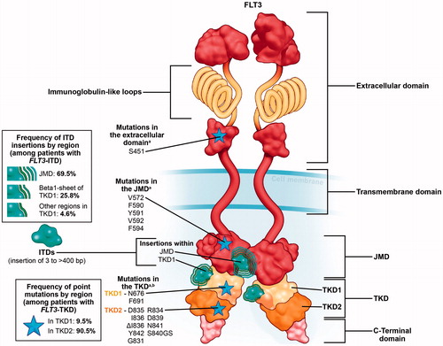 Figure 1. FMS-like tyrosine kinase 3 (FLT3) contains 5 functional domains: an immunoglobulin-like extracellular domain, a transmembrane domain, a juxtamembrane domain (JMD), an interrupted tyrosine kinase domain (TKD), and a small C-terminal domain. Internal tandem duplications (ITDs), insertions of 3 to >400 base pairs (bp), are the most common mutations in FLT3. ITDs occur in up to 30% of patients with acute myeloid leukemia (AML); of these, 69.5% are located in the JMD and 30.5% are located in the TKD (25.8% in the beta1-sheet and 4.6% in other regions). Activating mutations within the TKD occur in up to 14% of patients with AML; of these, 90.5% are located within the activation loop of the TKD2 and 9.5% are located within the TKD1. Additional activating mutations have been identified at the very low frequency within the extracellular domain (<1% of cases) and the JMD (<1–2% of cases) [Citation5–13]. aAdditional point mutations that have been identified in patients with AML – but have not been found to be activating mutations in vitro – include mutations within the extracellular domain (e.g. T167, V194, D324, Y364, and V491), transmembrane domain (e.g. I548 and V557), JMD (e.g. V579 and E598), TKD1 (e.g. A680 and M737), and TKD2 (e.g. V816, A814, and T784) [Citation6,Citation8,Citation9]. bThe majority of mutations within the TKD are point mutations that result in amino acid changes; however, activating mutations caused by insertions (e.g. insertion of glycine and serine between residues S840 and N841 [S840GS]) and deletions (e.g. ΔI836 and ΔE598/Y599) have also been identified in the TKD [Citation6,Citation10,Citation11,Citation13].