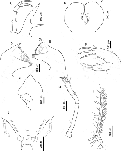 Figure 6. Chelarctus aureus (Holthuis, Citation1963), subfinal stage. A, antenna and antennule; B, C, left and right paragnaths (ventral view); D, E, left and right mandibles (dorsal view); F, maxillule; G, maxilla and first maxilliped; H, second maxilliped; I, third maxilliped (distal part); J, pleon and fifth pereiopod (ventral view). Scale bars: A, H and I = 500 µm; B, C and G = 200 µm; D–F = 100 µm; J = 2 mm.