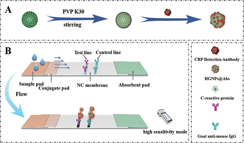 Scheme 1 Schematic demonstration of the process used to detect CRP using HGNPs-LFIA:(A) HGNPs@Abs fabrication. After the synthesis of hollow gold nanoparticles, PVPK30 was added for stirring modification, and then CRP detection antibodies were modified for subsequent detection.(B) Qualitative analysis platform for the LFIA systems. After the sample is dropped into the sample plate, the CRP in it is different from HGNPs@Abs Binding, as chromatography proceeds, binds to CRP capture antibody on the t-line and develops color for observation of results.