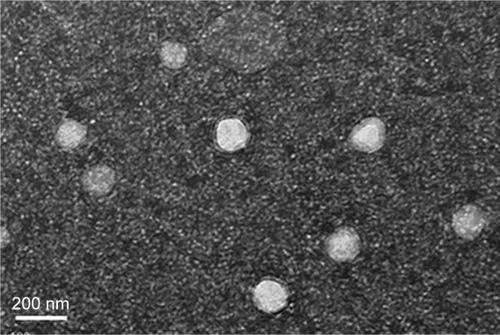 Figure 4 Transmission electron micrograph of GPS SGC NLCs.Abbreviation: GPS SGC NLCs, gypenosides loaded nanostructured lipid carriers containing a bile salt.