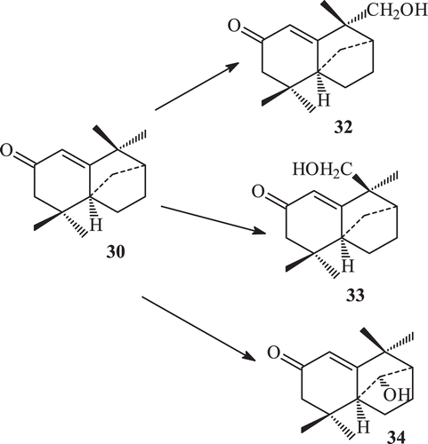Scheme 8.  Metabolism of compound 30 by Aspergillus niger.