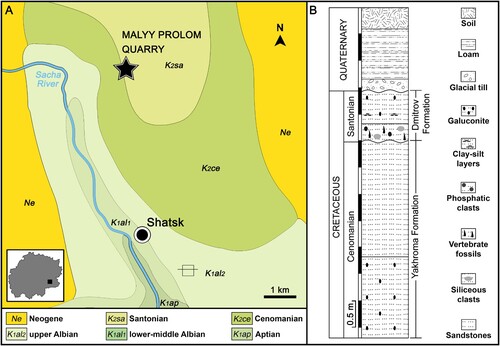 FIGURE 2. Mesozoic sedimentary strata (A; black star, Malyy Prolom quarry) and the stratigraphic column (B) depicting the Yakhroma and Dmitrov Formations sedimentary succession and fossil bearing horizon within the Malyy Prolom quarry exposure (modified after Solonin et al., Citation2021b).