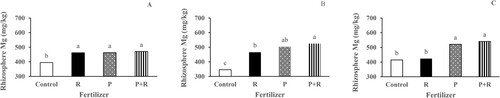 Figure 3. The effect of fertiliser on the concentration of rhizosphere magnesium at (A) Syferkuil in year 2, (B) Thohoyandou in year 1, (C) Thohoyandou in year 2. Data is mean values ± se (n = 12). Different letters indicate significant differences by Fisher’s least significant difference (p < 0.05, p < 0.05 and p < 0.01, respectively). R stands for rhizobium inoculation, P for 90 kg P ha−1 and P + R for rhizobium inoculation plus P fertiliser.