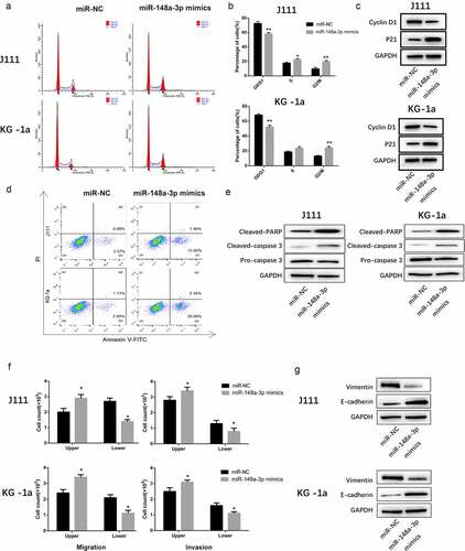 Figure 3. The effect of miR-148a-3p on the cell cycle progression, apoptosis, invasion and migration of AML cells. A: J111 and KG-1a cells were transfected with miR-NC or miR-148a-3p mimics for 48 h, flow cytometry was used to analyze the cell cycle. B: The percentage of each cell cycle phase were statistic with chart. C: Cyclin D1, p21 and GAPDH were detected with Western blot. D: Flow cytometry were used to analyze the cell apoptosis. E: Cleaved PARP, Cleaved caspase-3, pre-caspase-3 and GAPDH were detected with Western blot. F: Transwell was applied to detect the cell invasion and migration. G: Vimentin, E-cadherin and GAPDH were measured with Western blot. Compared with miR-NC, *P < 0.05, **P < 0.01