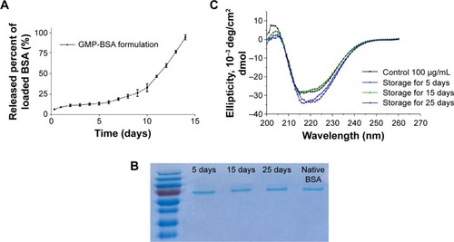 Figure 3 Release profiles of GMP-BSA and protein integrity.Notes: (A) BSA-release profile of the GMP-BSA in phosphate-buffered saline (pH 7.4) in vitro. (B) Sodium dodecyl sulfate polyacrylamide gel electrophoresis of the released BSA from GMP-BSA stored at 4°C for different times: lane 1, molecular weight markers; lanes 2–4, stored for 5–25 days; lane 5, native BSA. (C) Circular dichroism spectra of the released BSA from the GMP-BSA stored at 4°C for different times.Abbreviations: BSA, bovine serum albumin; GMP-BSA, BSA-loaded glucan particles.