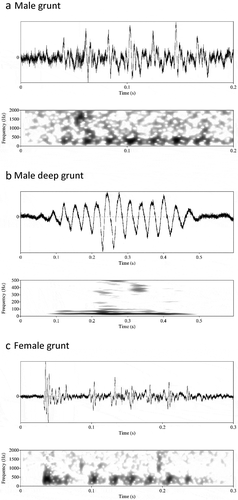 Figure 3. Multiple pulse sounds produced by the corkwing wrasse. Wave form (top) and corresponding spectrogram (below). (a) Grunt of a territorial male corkwing wrasse. (b) Deep grunt of a territorial male corkwing wrasse. (c) Grunt of a female corkwing wrasse. Spectrogram settings: 50 dB dynamic range, Hamming window (raised sine-squared), 0.008 s window length (male and female grunt), 0.08 s window length (male deep grunt)