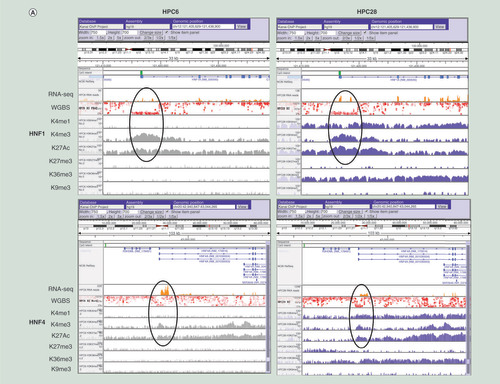 Figure 4.  Histone modification status based on the mean values for human normal purified hepatocytes (HPC6, HPC20, HPC25, HPC27, HPC28 and HPC35). (A) Representative wiggle tracks of genes encoding transcription factors that are highly expressed in hepatocytes and reportedly important for hepatocyte function, such as HNF1 and HNF4, in HPC6 and HPC27 samples. Panels of the HNF1 and HNF4 genes in four other samples and for genes encoding organ-specific transcription factors that are not expressed in hepatocytes, such as PAX8 and CDX2, in the six purified hepatocyte samples are shown in Supplementary Figure 10 (page 319). (B) Heatmap of ChIP-seq data in HPC6, HPC20, HPC25, HPC27, HPC28 and HPC35 generated by the ChromeHMM pipeline [Citation27]. The ratios (mean of all six samples) for all autosomal windows (C), windows annotated to genes showing five or more RPKMs (D), windows annotated to genes showing RPKM values of less than 5 (E), and pDMRs (F) are shown.ChIP-seq: Chromatin immunoprecipitation–sequencing; pDMR: Personal differentially methylated region; RPKM: Read per kilobase pair per million read.