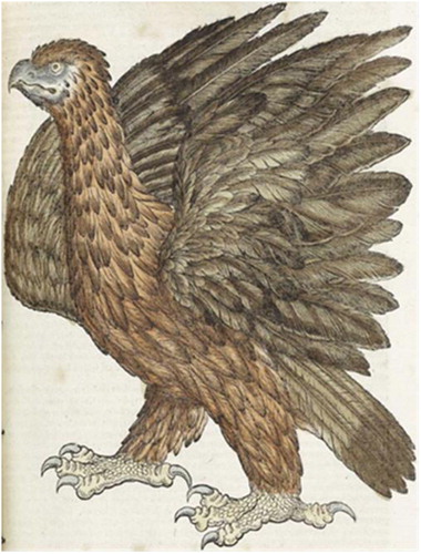 Figure 3. Konrad Gesner’s eagle https://www.nlm.nih.gov/exhibition/historicalanatomies/gesner_home.html vol.3 p. 163.