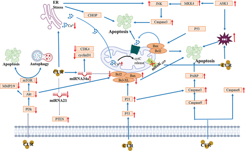 Figure 4. Mechanisms of action of curcumin against GI cancers.