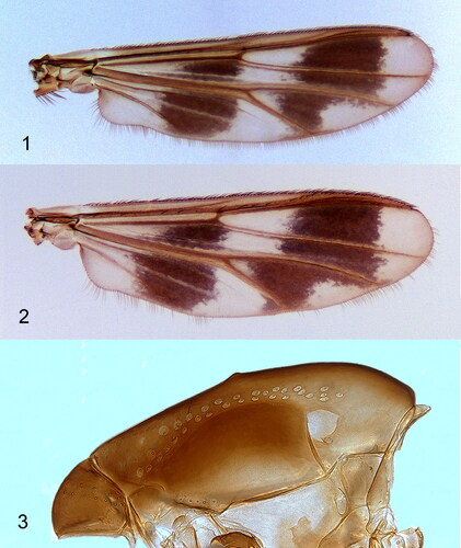 Figures 1–3. Pseudochironomus seipi sp. n.: (1) male wing; (2) female wing; (3) male thorax.