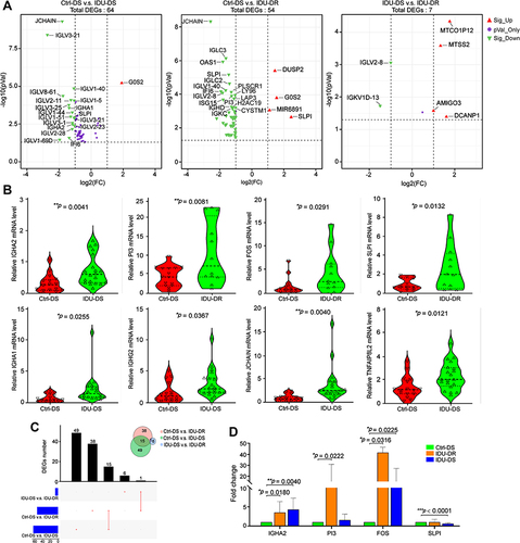 Figure 1 Differentially expressed genes (DEGs) among IDU-DS, Ctrl-DS and IDU-DR. (A) Volcano plot of DEGs. The left panel shows the volcano plot of DEGs between Ctrl-DS and IDU-DS; the middle panel shows the volcano plot of DEGs between Ctrl-DS and IDU-DR; the right panel shows the volcano plot of DEGs between IDU-DS and IDU-DR. The significant DEGs were defined as genes with a p ≤ 0.01 and |log2(FC)| ≥ 2. DEGs with green marker indicates down-expressed and red marker indicates up-expressed in Ctrl-DS (The left and middle panel). In the right panel, DEGs with green marker indicate down-expressed and red marker indicates up-expressed in IDU-DS. (B) Violin plots showing expression of the most significant DEGs among IDU-DS, Ctrl-DS and IDU-DR. (C) Venn diagrams of the numbers of DEGs among IDU-DS, Ctrl-DS and IDU-DR. (D) Validation of transcripts of genes with a 5-fold difference by quantitative reverse transcription PCR (RT-qPCR). Data are presented as mean ± SEM (n = 3). GAPDH was used as a housekeeping internal control. Transcript expression was quantified relative to the expression level of GAPDH by the 2−ΔΔCT method. The statistical significance was indicated as *p < 0.05, and **p < 0.001.