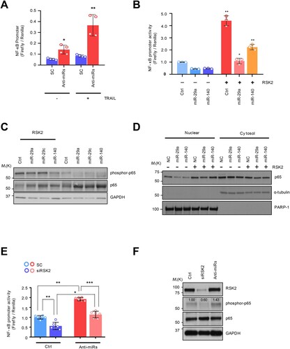 Figure 4. The NF-κB regulation by miRNA-dependent RSK2 suppression: (A) NF-κB promoter measurement using luciferase reporter assay. (B) Restored NF-κB activity by RSK2 overexpression in miR-29/-140-5p expressing A549. The cells were co-transfected by miR-29a/-140-5p and pcDNA-RPS6KA3 plasmid for 48h. Subsequently the promoter activity was measured by NF-κB promoter luciferase assay. Error bars indicate mean ±SD (n = 3) and the p-value was obtained by fisher exact t-test (*p < 0.05, **p < 0.01). (C) The phosphorylation of P65 subunit of NF-κB protein was analyzed by Western blot analysis. (D) Subcellular fractionation assay indicating nuclear localization of p65 depending on RSK2. Enhanced NF-κB activity by miR-29/-140 suppression. The H460 revertant was co-transfected by anti-miR-29/-140 and siRPS6KA3 siRNAs for 48h, and the promoter activities were addressed by (E) luciferase assay and (F) Western blot analysis. P-values were calculated by paired student t-test (*p < 0.05, **p < 0.005, ***p < 0.0005).