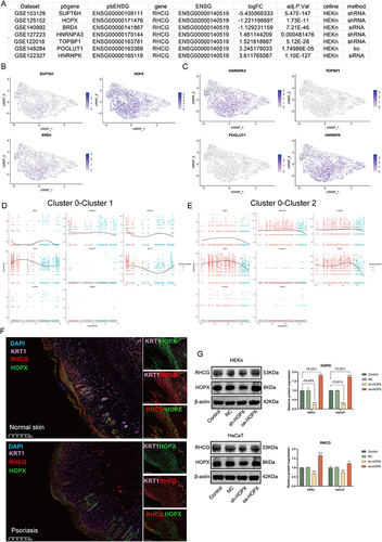 Figure 5 Identification of the regulation of RHCG levels by HOPX in keratinocytes. (A) Table diagram showing the basic profiles of seven genes with potential regulatory effects on RHCG (HEKn celline, human primary epidermal keratinocytes, data from seven independent datasets). Three of these genes (SUPT6H, HOPX, and BRD4) have a positive regulatory effect on RHCG and four (HNRNPA3, TOPBP1, POGLUT1, and HNRNPK) have a negative regulatory effect on RHCG. pbgene represents perturbation gene. See also Figure S7. (B and C) UMAP plot demonstrating the expression levels of three positively regulating genes (B) and four negatively regulating genes (C) in keratinocytes. See also Figure S8. (D and E) Jitter plots showing the expression level of seven pbgenes and RHCG changing with pseudotime from Cluster 0 to Cluster 1 (D) and Cluster 2 (E). See also Figure S8. (F) Double IF staining images of RHCG and HOPX in the psoriasis sample biopsy. Scale bar, 100 mM. The representative views of co-staining were shown in the enlarged images at right (scale bar, 20 mM). (G) Western blots of RHCG after si-HOPX treatment in HaCaT and HEKn cell lines. **P < 0.01, ***P < 0.001, ****P <0.0001.