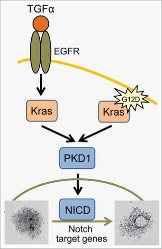 Figure 1. Schematic overview of how PKD1 is involved in regulation of ADM downstream of EGFR and mutant Kras. Activation of wildtype Kras via EGFR or acquisition of an oncogenic Kras mutation (here KrasG12D) both lead to upregulation and activation of PKD1. PKD1 once activated mediates ADM through Notch.