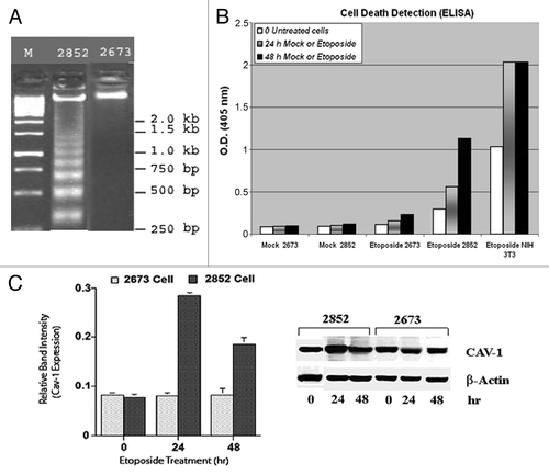 Figure 4. Cav-1 is expression in etoposide-treated cells. (A) Etoposide-induced fragmentation of DNA in LFS cell line 2852 but not in 2673. Cells were treated with 150 µM etoposide for up to 48 h and run on 0.5% agarose gel electrophoresis. (B) Apoptosis was measured using a Cell Death Detection ELISA Kit (Roche Diagnostics Corp.), which is a photometric enzyme-immunoassay for quantitation of histone-associated DNA. A representative experiment of three independent replicates is shown. NIH 3T3 fibroblasts were used as a positive control. Mock refers to the use of saline solution in place of etoposide. (C) Etoposide upregulates Cav-1 expression in 2852 and not in 2673. The expression of Cav-1 was monitored by western blotting with a specific mAb directed against Cav-1 in 2852 and 2673 fibroblast cell lines at the indicated times after etoposide treatment. Left panel: A column bar graph representing the relative Cav-1 protein levels (average of three repeats) as determined by densitometric analysis of the immunoblot normalized to the signal of β-actin (right panel).