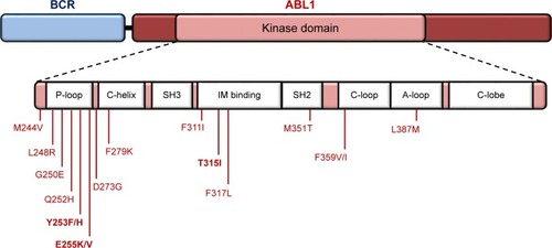 Figure 1 Map of the most recurrent amino acid substitutions in the BCR-ABL1 kinase domain in Ph+ clinical samples.