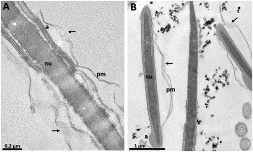 Figure 6. Transmission electron micrographies of bull spermatozoa after 4 h of incubation. (A) CO – control group, (B) G0.03: Group treated with MNP-DMSA at the concentration of 0.03 mg Fe/mL. Arrows indicate disruption in plasma membrane in both groups. pm: plasmatic membrane, a: acrosome, nu: nucleus.