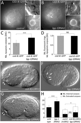 Figure 5. lgg-1 function in AC is not dependent of CED-8. (a and b) Epifluorescence images of CED-8::GFP in control (a) and lgg-1(RNAi) embryos (b). White arrows indicate the ring localization of CED-8::GFP at the plasma membrane of an AC which is magnified in the insets. (c) Quantification of the mean number of asc in control (n = 13) and lgg-1(RNAi) (n = 23) embryos indicates that expressing CED-8::GFP does not affect the number of asc (compare with Figure 3). Wilcoxon Mann-Whitney test analysis *** P value < 0.0001. (d) Quantification of CED-8::GFP in control (n = 13) and lgg-1(RNAi) (n = 23) embryos indicates that the depletion of lgg-1 does not affect CED-8::GFP localization. Data represent the ratio between the number of GFP rings and the number of asc visible by DIC, Fisher test analysis. Error bars are standard deviation. (e to g) DIC images of ced-8(n1891) mutants (e), lgg-1(RNAi) (f) and ced-8(n1891);lgg-1(RNAi) (g) embryos. White arrows indicate cell corpses. White arrowheads indicate extruded cells. Scale bar: 10 μm. (h) Quantification of the mean number of asc and extruded cells in WT, lgg-1(RNAi), ced-8(n1891) and double ced-8(n1891);lgg-1(RNAi) 1.5 fold embryos (n = 13, 12 and 20 respectively). Depletion of lgg-1 does not modify the fraction of extruded asc of ced-8(n1891) (Chi-squared test). Error bars are standard deviation. Total number of asc have been analyzed by Wilcoxon Mann-Whitney test * P value < 0.05, *** P value < 0.0001.