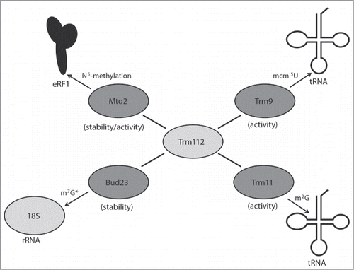 Figure 3. Trm112 partners with several methyltransferases involved in diverse translational processes. Schematic of the S. cerevisiae Trm112 physical interactions known to affect the activity or stability (in brackets) of its partner methyltransferases. (*) The Sc Bud23 protein, but not its methyltransferase activity, is required for m7G1575 formation on the cytoplasmic 18S rRNA subunit.