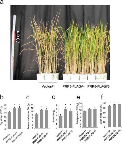 Figure 4. Biomass of PRR5-FLAG-expressing rice. (a) Photograph of T3 plants at about 100 days after germination. Red bars indicate 20 cm (left scale). Dry weight of (b) total plant tissues, (c) vegetative tissues (leaves and stems), (d) roots, and (e) grains. (f) Grain filling rate. Error bars indicate the SE of four biological replicates, and asterisks indicate statistical differences compared with the control line (Student t test; P < 0.05) for (b) to (f).