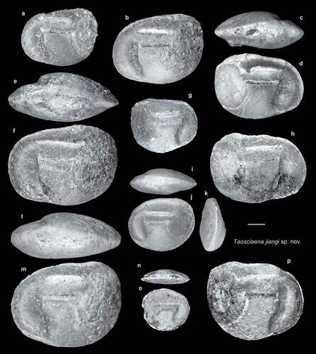 Figure 14. Fish otoliths from the late Miocene northern Taiwan. Scale bar = 1 mm. Images are inner views unless otherwise indicated. a–p, Taosciaena jiangi sp. nov.; a, b, paratypes; a, SL-3a, ASIZF 01000078; b, SL-0, ASIZF 01000079; c, d, holotype, SL-0, ASIZF 01000080; c, ventral view; e–p, paratypes; e, f, SL-0, ASIZF 01000081; e, ventral view; g, SL-3a, ASIZF 01000082; h, SL-4, ASIZF 01000083; i–k, SL-3a, ASIZF 01000084; i, ventral view; k, anterior view; l, m, SL-0, ASIZF 01000085; l, ventral view; n, o, SL-0, ASIZF 01000086; n, ventral view; p, SL-4, ASIZF 01000087.