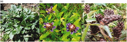 Figure 1. The vegetative stage of P. vulgaris (a) flowering stage of P. vulgaris (b), and seed maturation stage of P. vulgaris (c).