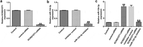 Figure 3. Down-regulation of miR-124-3p abolished the influence of KCNQ1OT1-siRNA on miR-124-3p level in SRA01/04 cells.