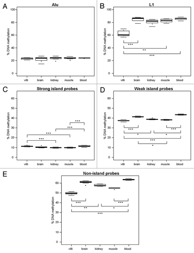 Figure 3. Five ReDS exhibit different tissue patterns of DNA methylation. DNA methylation in villi (n = 11), brain (n = 8), kidney (n = 11) and muscle (n = 10) from 2nd trimester fetuses and adult blood (n = 10) was measured using (A) % Alu, (B) % L1, (C) strong island probes, (D) weak island probes and (E) non-island probes. L1, weak island and non-island probe methylation were most variable tissue to tissue. Villi DNA methylation was significantly reduced compared with most other somatic tissues at L1, weak island and non-island probes. However villi DNA methylation was significantly increased compared with kidney and muscle at strong island probes. Significance is indicated by *p < 0.05, **p < 0.001, ***p < 0.0001.