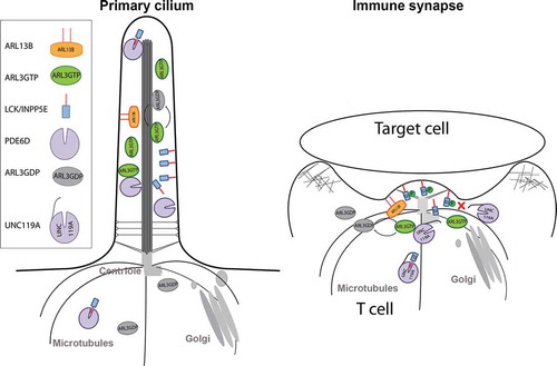 Figure 4. A common role for ARL3, ARL13B and UNC119A in the primary cilia and the immunological synapse