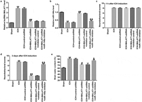 Figure 2. Inhibition of long noncoding RNA MALAT1 reduced neurological damage and brain edema in intracerebral hemorrhage rats. After 1 h of intracerebral hemorrhage (ICH) induction, control-shRNA, lncRNA MALAT1-shRNA, MALAT1-shRNA+inhibitor control, or MALAT1-shRNA+miR-146a inhibitor were transfected into ICH rats. (a) MALAT1 levels in different groups. (b) Expression of miR-146a in different groups. Neurobehavioral scores were assessed using the mNSS test in various groups after ICH for 1 h (c) and 3 d (d). (e) Brain water content was investigated using the wet/dry method in all groups. Data are displayed as means ± standard deviation, **p < 0.01 vs. sham; #, ##p < 0.05, 0.001 vs. ICH+control-shRNA; &, &&p < 0.05, 0.01 vs. ICH+MALAT1-shRNA+inhibitor control.