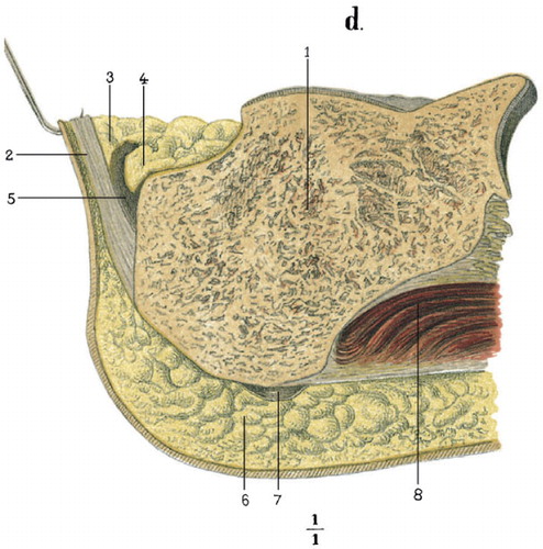 Figure 6. Sagittal section through the heel region. 2: calcaneal tendon; 3: adipose tissue, covering the superior wall of the bursa; 4: adipose fold, roaming freely in the bursa; 5: retrocalcaneal bursa; 7: subcalcaneal bursa.