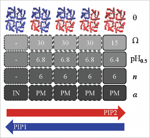 Figure 1. Biological properties of all possible PIP stoichiometric tetramers. Arrows represent the expression level of PIP1/PIP2; θ, PIP tetramer stoichiometry; Ω (10−4 cm s−1 ng−1), Pf contribution of each tetrameric species at the plasma membrane; pH0.5, pH at which the Pf change is half maximal; n, Hill coefficient; and α, cellular localization of tetramers. PM corresponds to plasma membrane and IN indicates intracellular localization.
