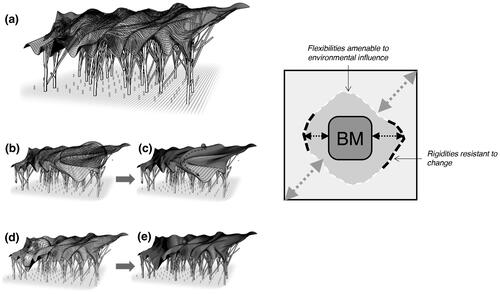 Figure 7. Modification of Waddington’s epigenic landscape showing a) the landscapes surface as heterogeneous and b-c and d-e under the influences of environmental factors ‘from the top’. The heterogeneous nature of the landscape means that parts of it are amenable (plasticity) to change while other parts are not.