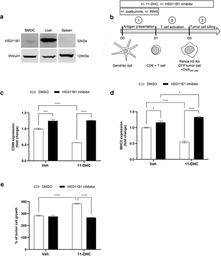 Figure 7. (a) HSD11B1 expression by Western blot in mouse bone marrow-derived dendritic cells, liver and spleen. (b) experimental design of T cell-mediated tumor cytotoxicity assay. C, D. surface CD86 (c) and MHCII (d molecules on bone marrow-derived dendritic cells measured by flow cytometry at D1. Results are expressed as fold change of the MFI, relative to the control condition. Data are shown as mean ± SEM of 3 technical replicates of one experiment. (e) measurement of Renca H2-kb GFP tumor cell growth exposed to antigen stimulated CD8+ T cells. Results are expressed as % of tumor cell growth normalized to the seeding density. Data are shown as mean ± SEM of 3 replicates and representative of 3 independent experiments. *p-value <0.05, ***p-value <10−3, ****p-value <10−4.