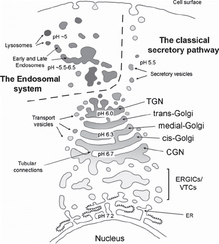 Figure 1. Schematic representation of the compartmentalized secretory (biosynthetic) and endocytic (degradative) pathways and their convergence at the level of the Golgi apparatus (modified from (Citation146)). Note the different steady-state pH values of each organelle. ERGIC is a pleiomorphic membrane structure between the ER and the Golgi, where proteins are arrested at 15°C (Citation26).