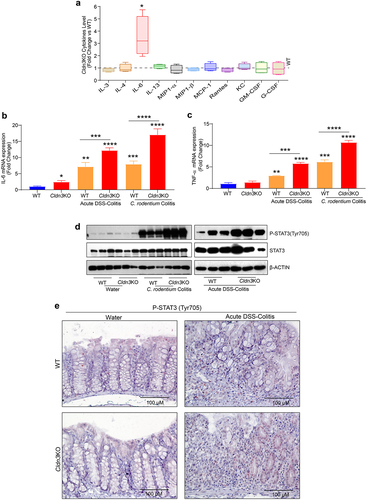 Figure 3. Deletion of Cldn3 expression exhibits deregulated inflammatory signaling.