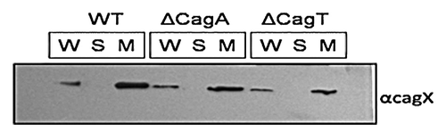 Figure 4. western blot showing sub-cellular localization of CagX in wild-type Hp, HpΔcagA and HpΔcagT mutants. W, S and TM indicate whole-cell, soluble (cytoplasmic/periplasmic) and total membrane respectively. Primary antibody used in western blot is marked.