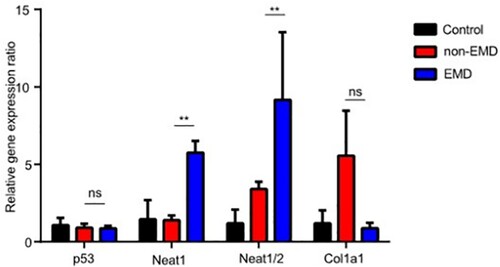 Figure 5. Expression of P53, NEAT1, NEAT1V2, COL1A1 in samples from patients with newly diagnosed EMD, non-EMD, and controls. NEAT1 and NEAT1V2 were significantly upregulated in primary plasma cells with EMD.