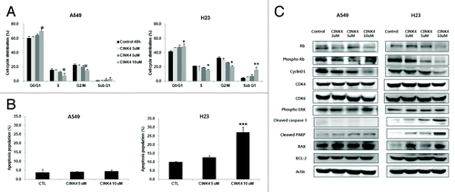 Figure 5. The effects of CINK4 on cell cycle distribution and apoptosis in KRAS mutation-bearing A549 and H23 cells. (A) Changes in cell cycle distribution were measured by flow cytometry after CINK4 treatment for 48 h. Each experiment was performed in triplicate. Data represent the mean ± SD. Statistically significant differences between CINK4 treatment groups and the control were presented as *(P < 0.05) and ** (P < 0.01). (B) Apoptotic cells induced by CINK treatment (5 and 10 μM) were measured by flow cytometry. Annexin V-FITC/PI double staining was performed and Annexin V-positive apoptotic cells were counted by flow cytometry. Each experiment was performed in triplicate. Data represent the mean ± SD. Statistically significant differences between CINK4 treatment groups and controls are presented as ** (P < 0.01) and *** (P < 0.001). (C) The effects of CINK4 on cell cycle regulators and apoptosis-related molecules were evaluated by western blotting. A549 and H23 cells were treated with CINK4 (3, 5, and 10 µM) for 72 h. Actin was used as a loading control.