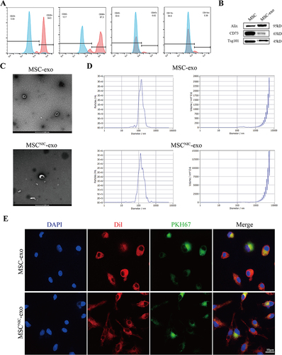 Figure 1 Characterization of MSC-exo. (A) surface markers of bone marrow MSC detected by flow cytometry were shown as CD45−CD11−CD90+CD29+. (B) Representative Western blot images of exosomal protein markers (Alix and Tsg101) and MSC markers (CD73). (C) MSC-exo and MSCNIC-exo manifested cup-shaped morphology under TEM. Scale bar = 200 μm. (D) The particle size and concentration were analyzed by nanoparticle tracking analysis. No significant difference was found between MSC-exo and MSCNIC-exo. (E) Representative confocal images suggested that exosomes were endocytosed by BMDM. Scale bar = 10 μm.