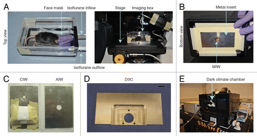 Figure 5. Fixation of the window during imaging. (A) A custom-designed imaging box that can be mounted on top of the stage of an inverted microscope. Reprinted fromCitation31 by permission from Macmillan Publishers Ltd: Nature Protocols. (B) The imaging box shown from below. MIW is fixed in the center hole. (C) Inserts for the imaging box. A CIW window insert and an AIW insert are shown. (E) An imaging mount that can be used to fix a DSC onto a microscope stage. The three smaller holes allow the bolts on the window chamber to pass through and fix it, and the large hole permits imaging through the window. Scale bar, 1 cm. reprinted fromCitation39 by permission from Mark W. Dewhirst and Macmillan Publishers Ltd: Nature Protocols. (F) An inverted Leica SP5 microscope with a dark climate chamber surrounding the stage is shown. Reprinted fromCitation31 by permission from Macmillan Publishers Ltd: Nature Protocols.