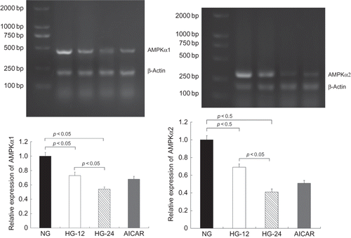 Figure 2. High-glucose treatment decreased both AMPKα1 and AMPKα2 mRNA levels. AMPKα1 and AMPKα2 mRNA levels were determined by RT-PCR. Compared with that in cells less than 5.6 mM glucose, AMPKα1 mRNA levels decreased by 27% in cells in high glucose for 12 h and 46% for 24 h (p < 0.05). Similarly, AMPKα2 mRNA levels were also decreased by high-glucose treatment compared with the control (p < 0.05). Values are given as means ± SD and p < 0.05 is considered statistically significant.