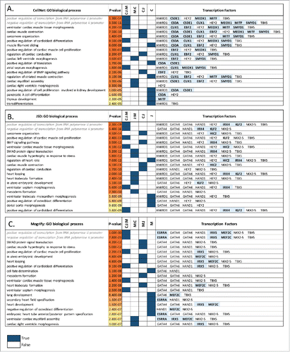 Figure 3. Fibroblast to heart conversion. Top 20 gene ontology biological processes (BPs) enriched in the predicted TFs network for each method (A) CellNet, (B) JSD and (C) Mogrify are given with the corresponding p-values. The method Mogrify is denoted as M, CellNet is denoted as C, and JSD is denoted as J. The common BP enriched between the methods for example CellNet, JSD and Mogrify is represented as C:J:M; and between Mogrify and CellNet is represented as M:C. The last column provides the TFs that enriches the same BP when individual TF along with the first neighbors in the network were used. The unique TFs predicted by each method are highlighted. BP terms related to regulation of transcription are written in gray and italics.